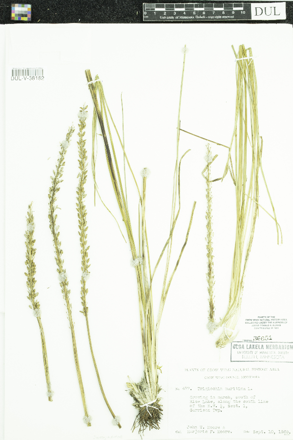 Triglochin maritima image