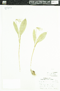 Erythronium americanum image