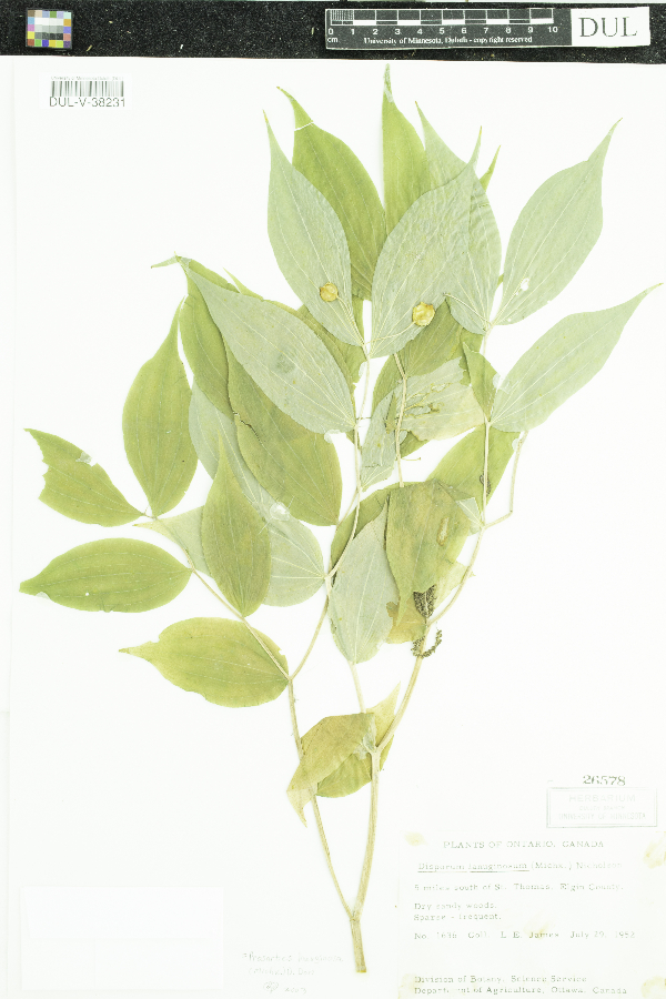 Prosartes lanuginosa image