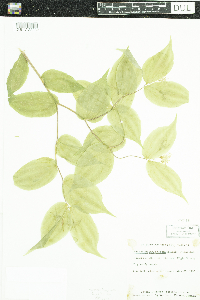 Prosartes lanuginosa image