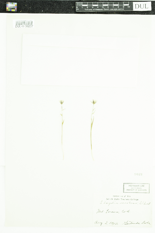 Lloydia serotina image