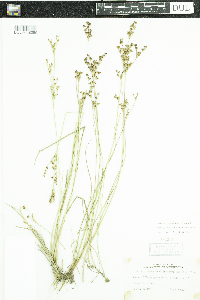 Juncus brevicaudatus image