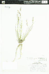 Juncus brevicaudatus image