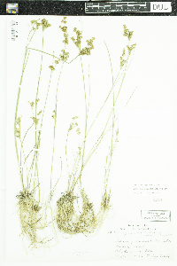 Juncus brevicaudatus image