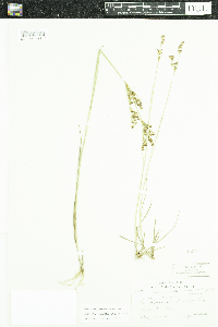 Juncus brevicaudatus image