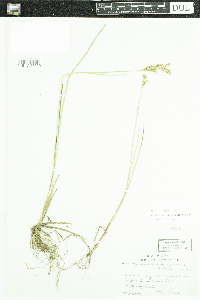 Juncus brevicaudatus image