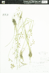 Juncus brevicaudatus image