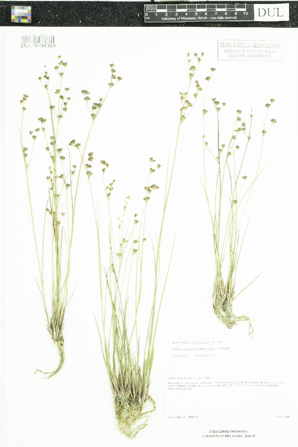 Juncus brevicaudatus image