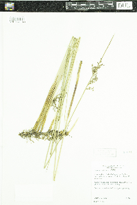 Juncus arcticus image