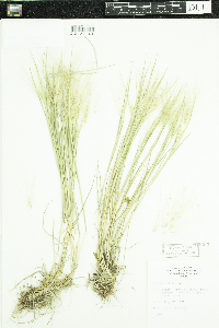 Hordeum jubatum image