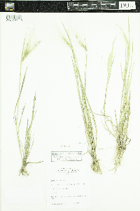 Hordeum jubatum image