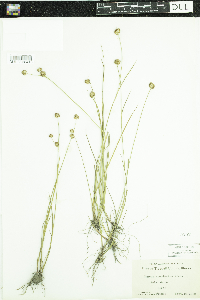 Juncus acuminatus image