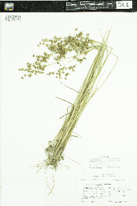 Juncus acuminatus image