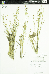 Juncus alpinoarticulatus image