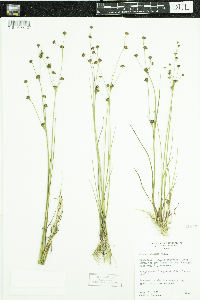 Juncus alpinoarticulatus image