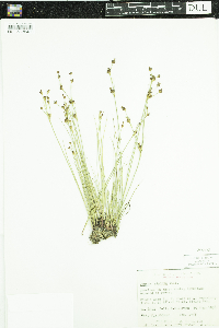 Juncus alpinoarticulatus image