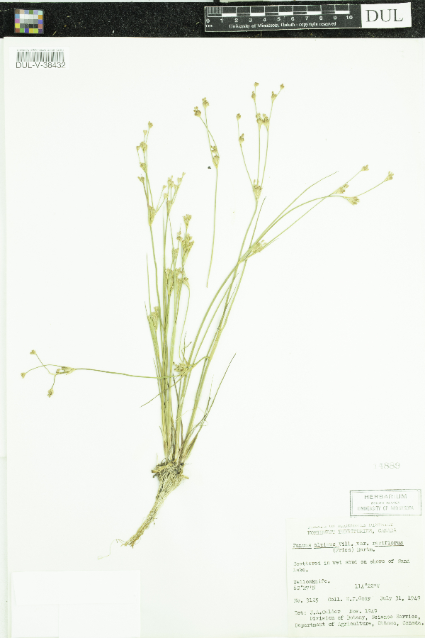 Juncus alpinoarticulatus subsp. nodulosus image