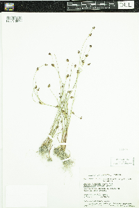 Juncus alpinoarticulatus image