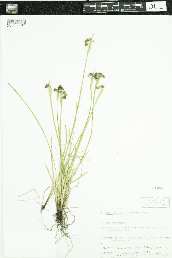 Sisyrinchium montanum image