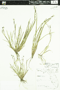 Sisyrinchium atlanticum image