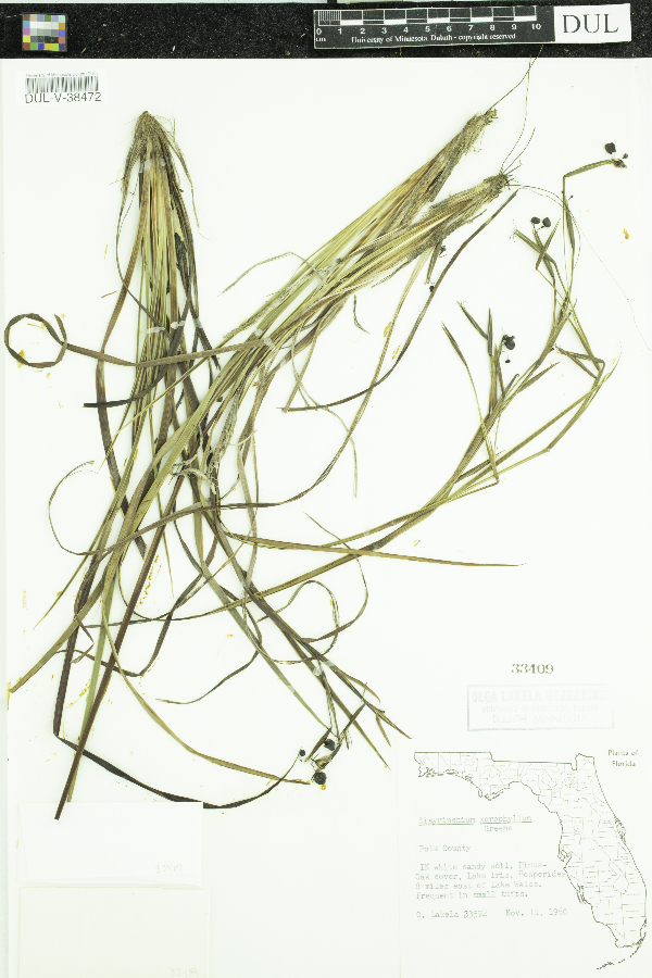 Sisyrinchium xerophyllum image