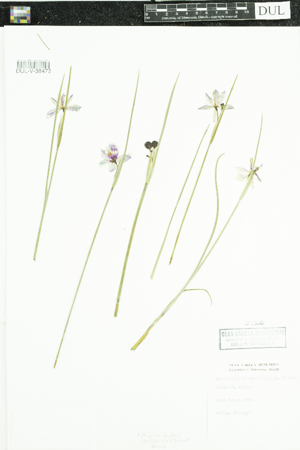 Olsynium douglasii image