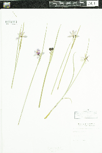 Image of Olsynium douglasii