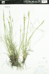 Sisyrinchium albidum image