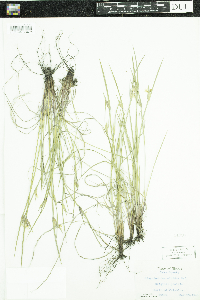 Sisyrinchium albidum image