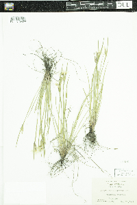 Sisyrinchium albidum image