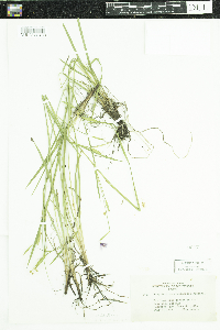 Sisyrinchium angustifolium image