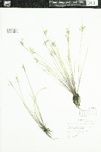 Sisyrinchium campestre image