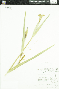 Iris hexagona var. savannarum image