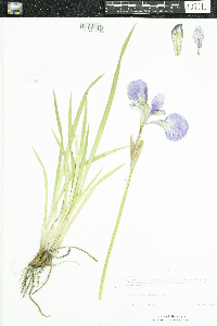 Iris sibirica image