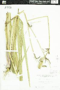 Iris versicolor image