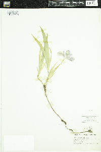 Iris cristata image