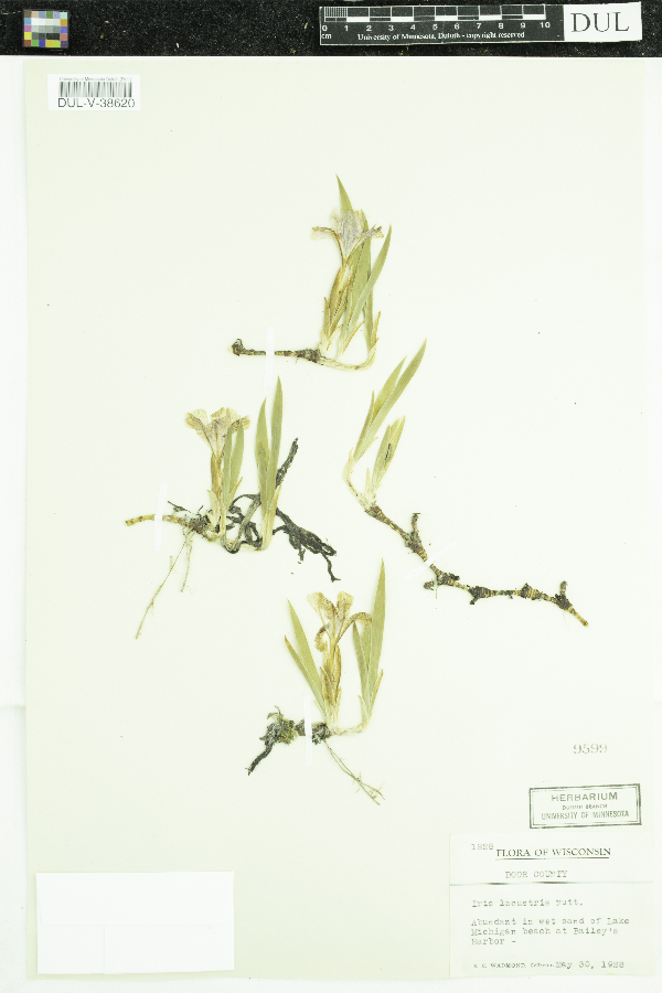 Iris lacustris image