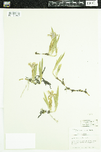 Iris lacustris image