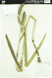 Iris pseudacorus image