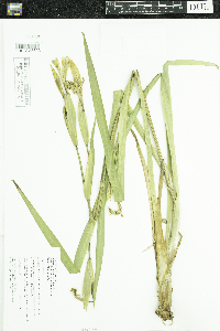 Iris pseudacorus image