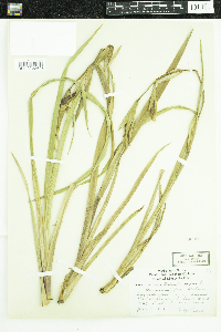 Iris pseudacorus image