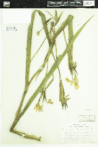 Iris pseudacorus image