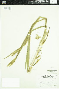 Iris pseudacorus image