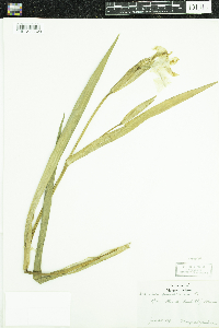 Iris pseudacorus image