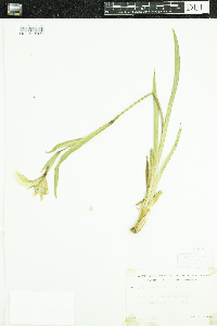 Iris pseudacorus image