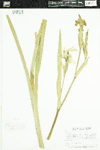 Iris pseudacorus image