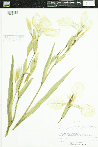 Iris pseudacorus image