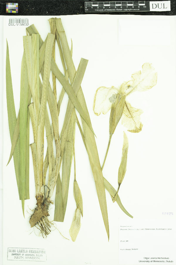 Iris pseudacorus image