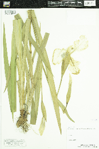 Iris pseudacorus image