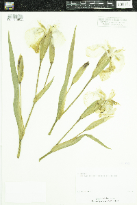 Iris pseudacorus image